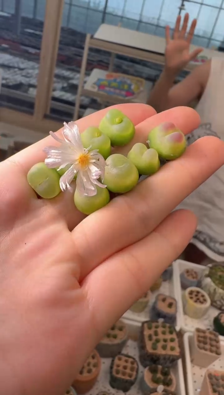 29-60多肉植物肉锥拉登一颗