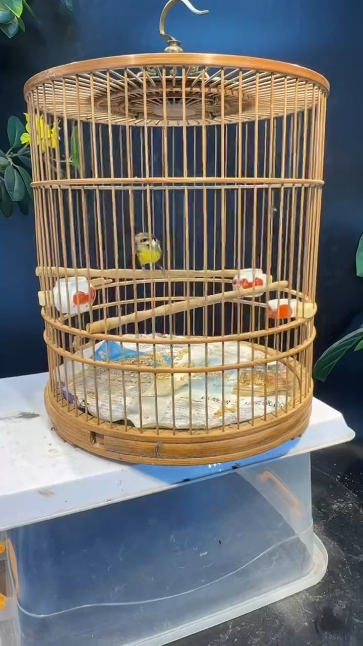 60号  点子养笼  0元起拍