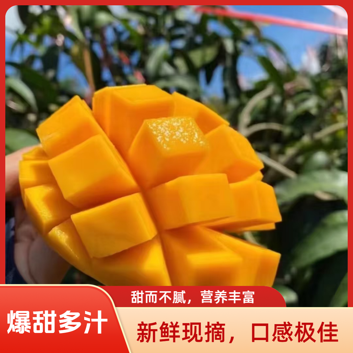 【催熟食用】攀枝花凯特芒净重5/10斤肉厚多汁现摘现发多仓发货