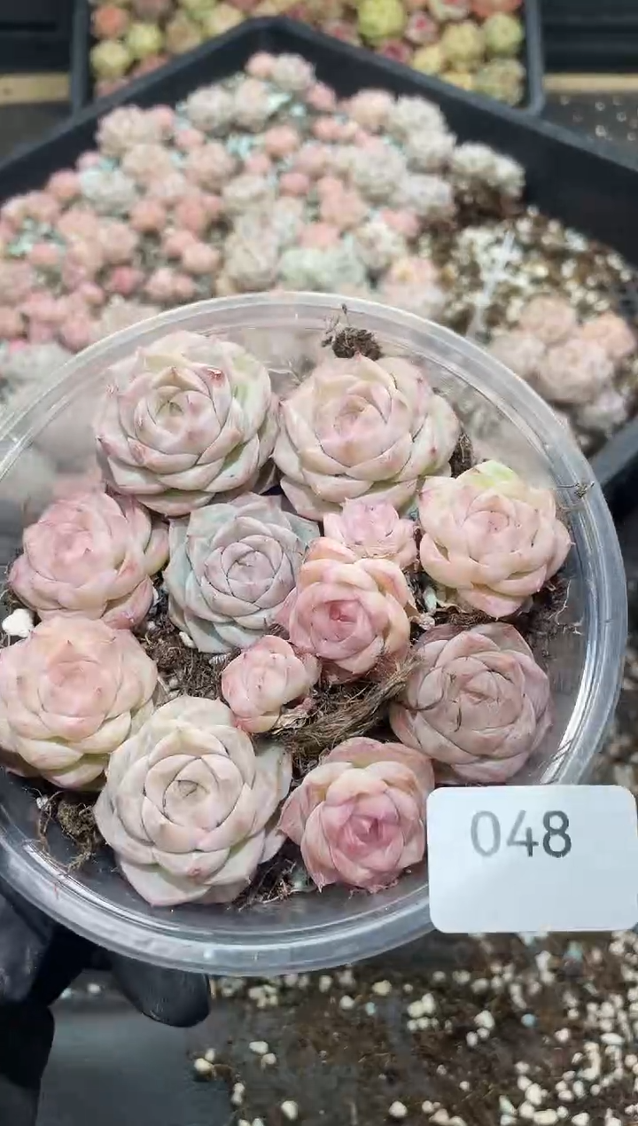 048嫦娥女王     量拍