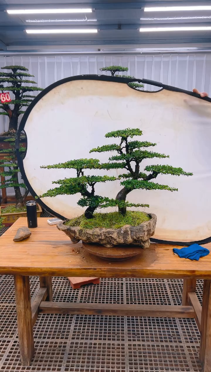 【闪购商品】紫砂精品盆景直播间一物一拍