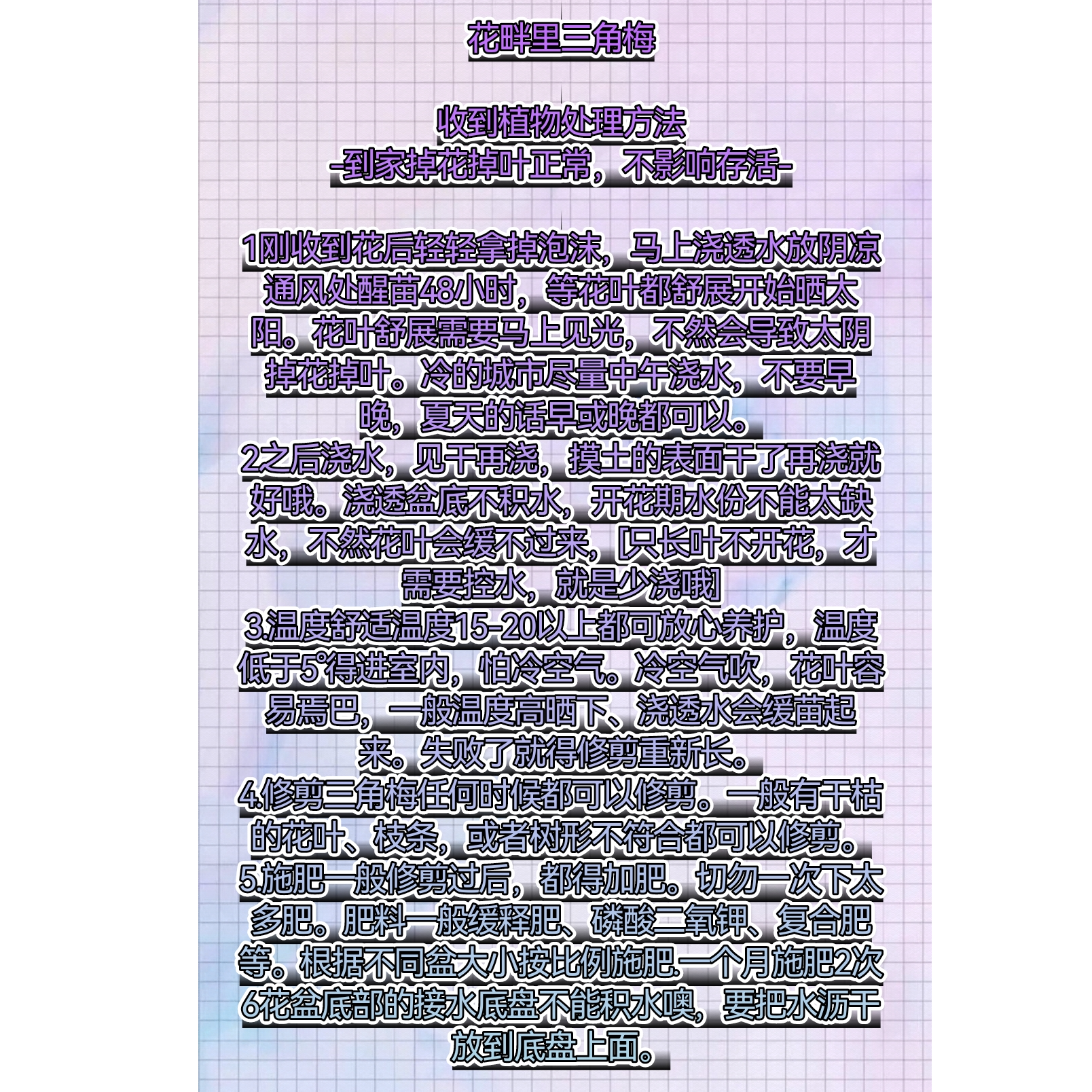 6号三角梅带陶瓷盆勤花品种茶室阳台花园【一物一拍】