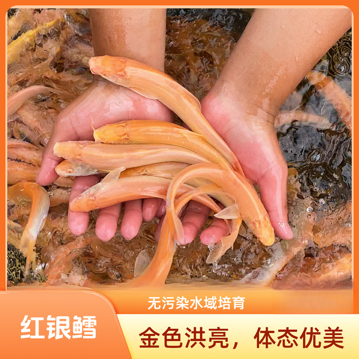 瑶瑶（红眼银鳕鱼）淡水鱼 观赏鱼 淡水养殖