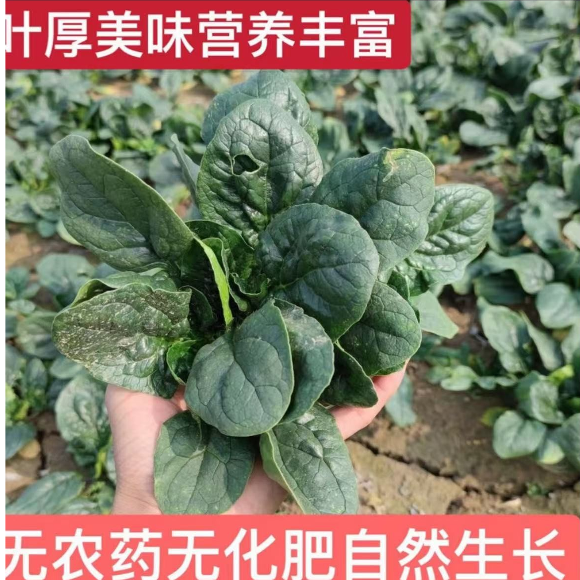 露天矮杆趴地菠菜现挖现发坏烂包赔