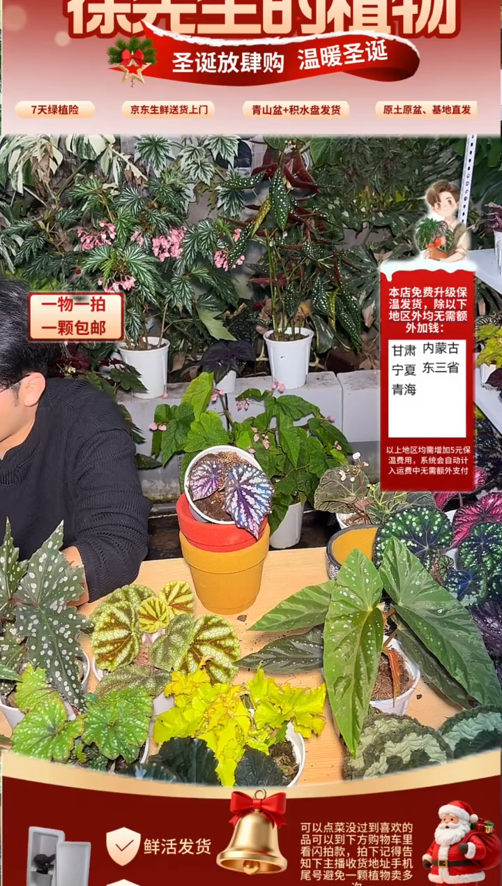 完全开放霓虹灯秋海棠