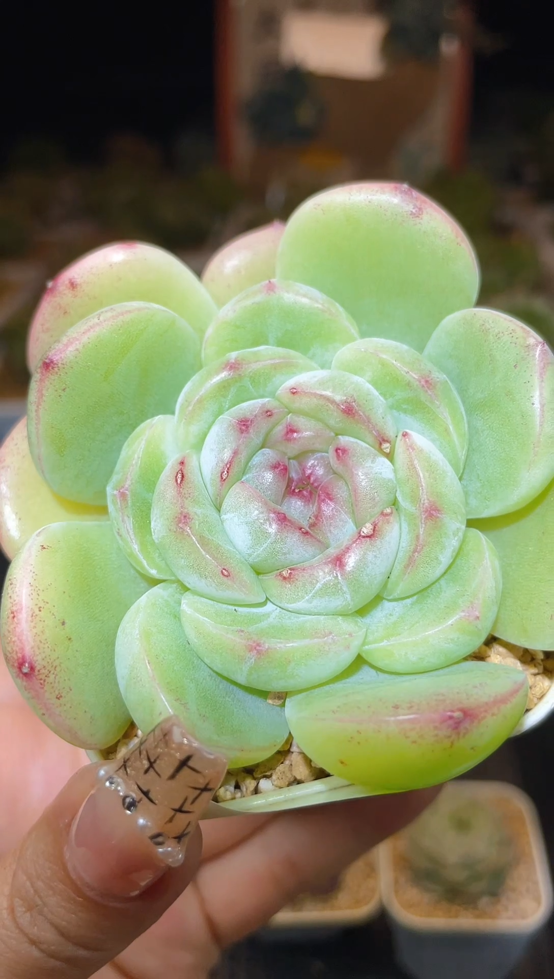 【闪购商品】126珍妮