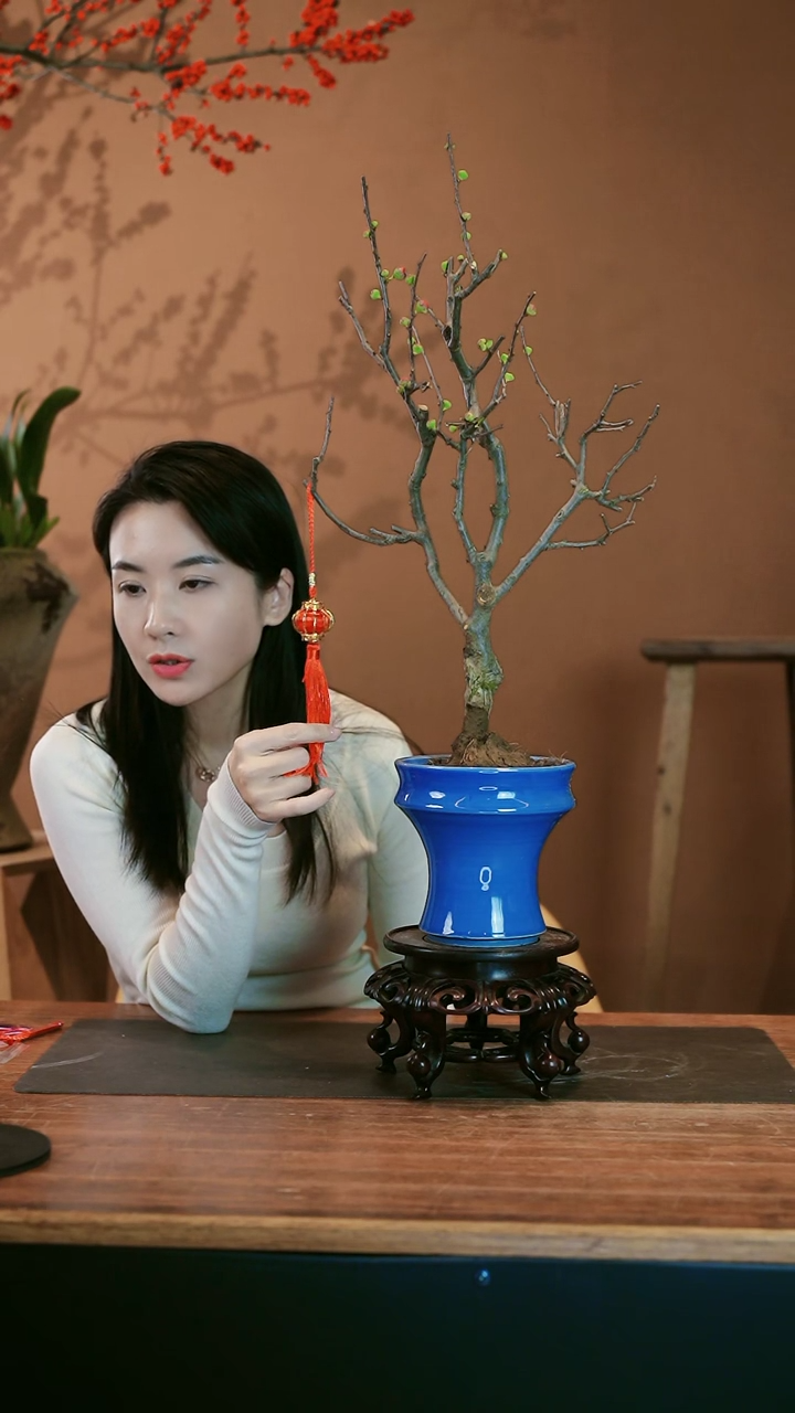 【闪购商品】盆景海棠花