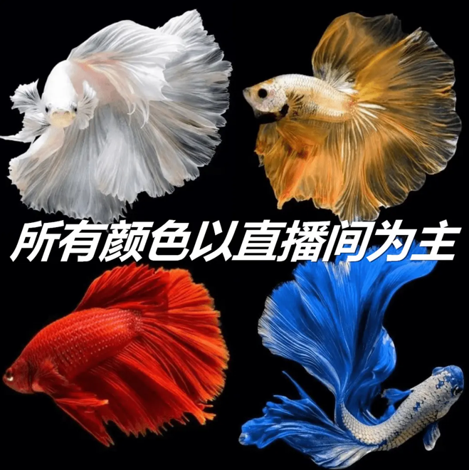 精品泰国斗鱼 541-630直播选号 小型热带观赏鱼 好活耐养