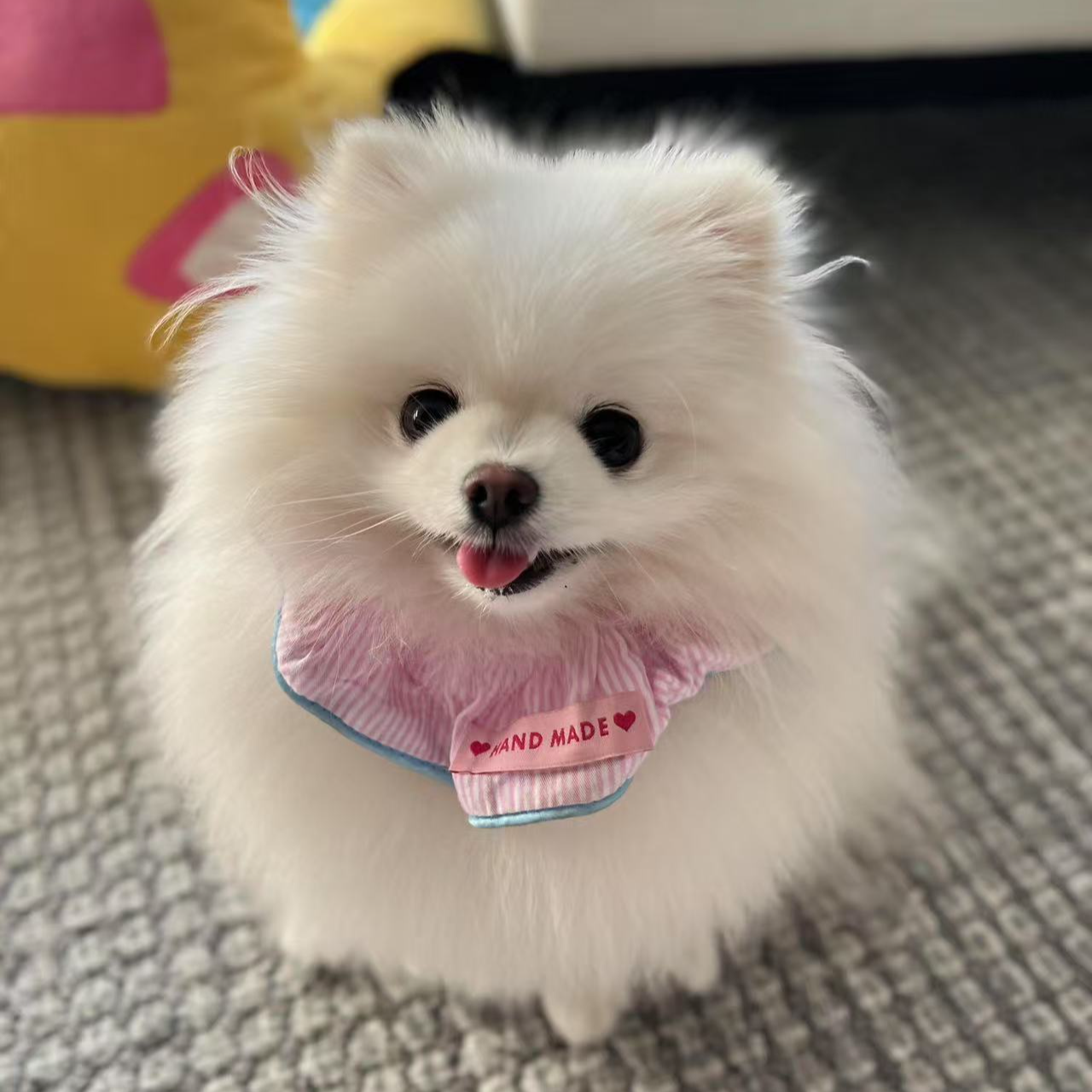 小型犬博美宠物 衣服 岫流