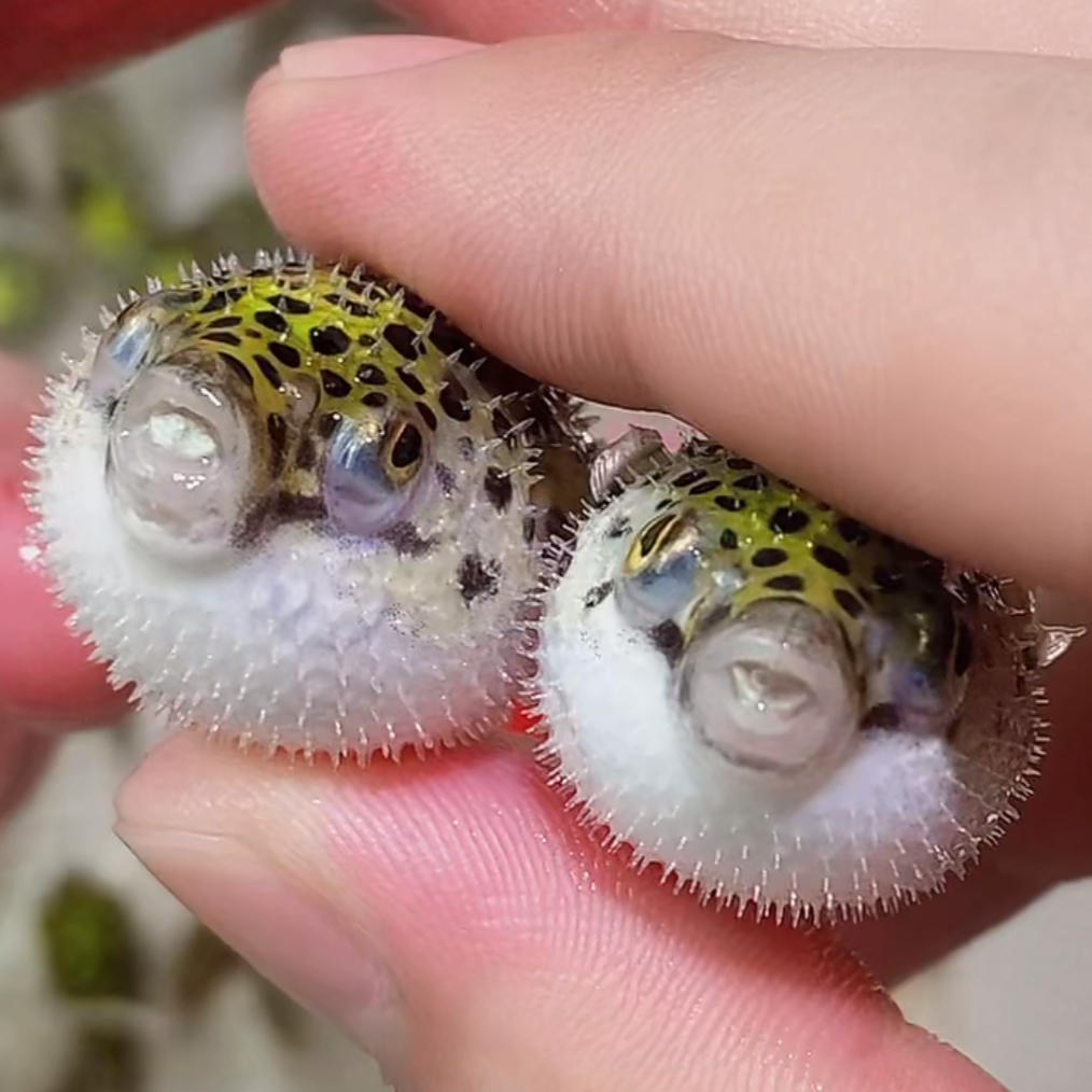 可爱金娃娃淡水小河豚潜水艇鱼会生气鼓肚子好养耐活观赏鱼