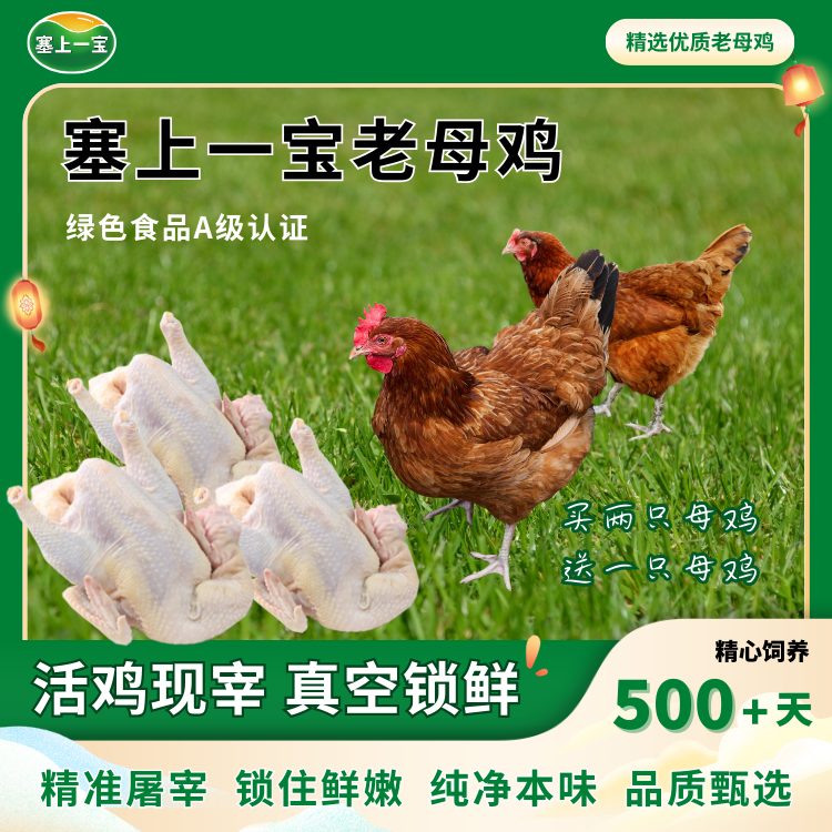 【顺丰包邮】宁夏黄河滩绿色粮食喂养老母鸡买两只赠送一只