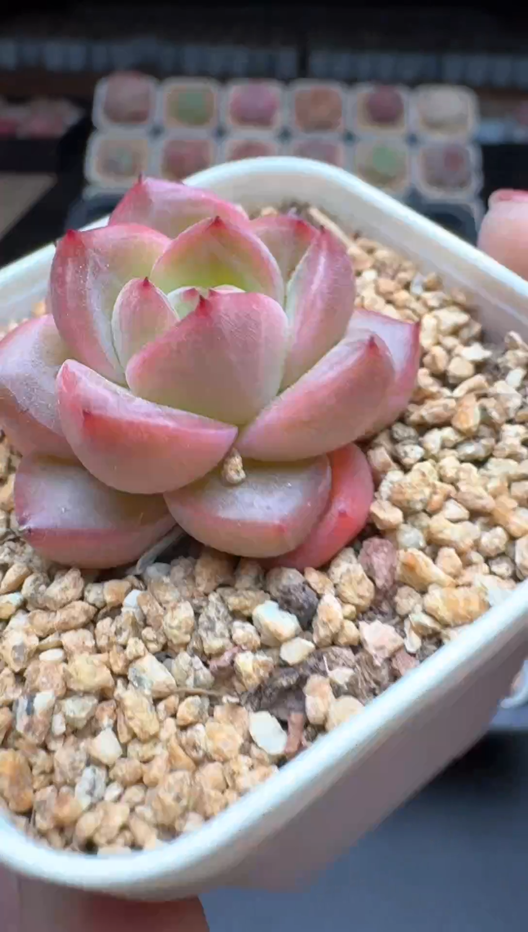 【闪购商品】860A物拍多肉带盆土6.5杯拍3颗包柚