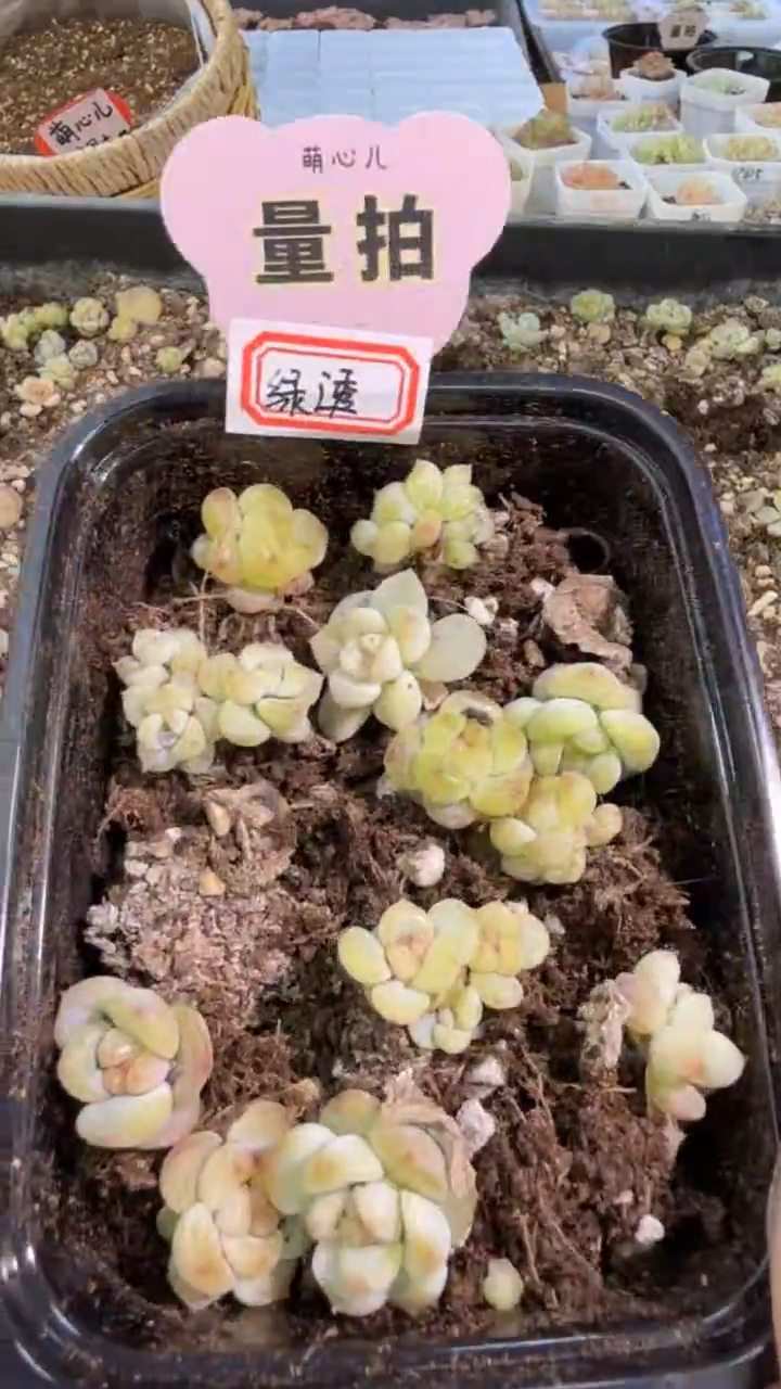 阳阳绿透 切糕1盒 量拍混发（保12颗）