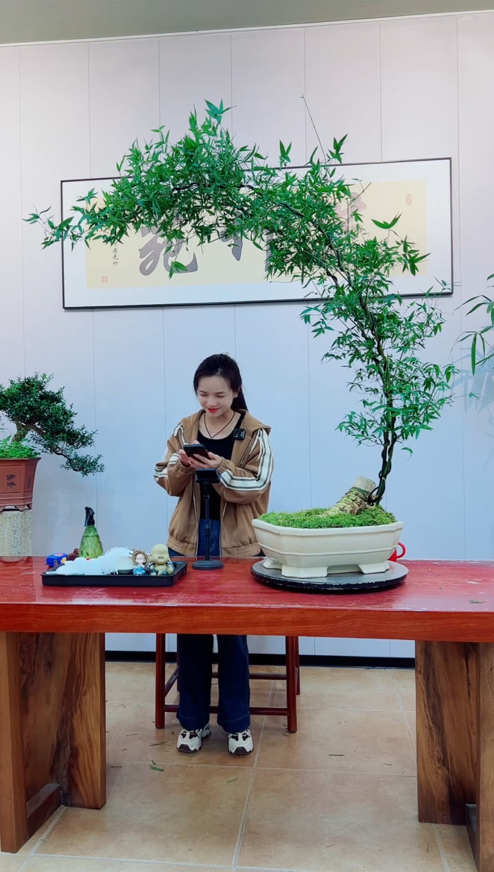 【闪购商品】绿植簕竹盆景