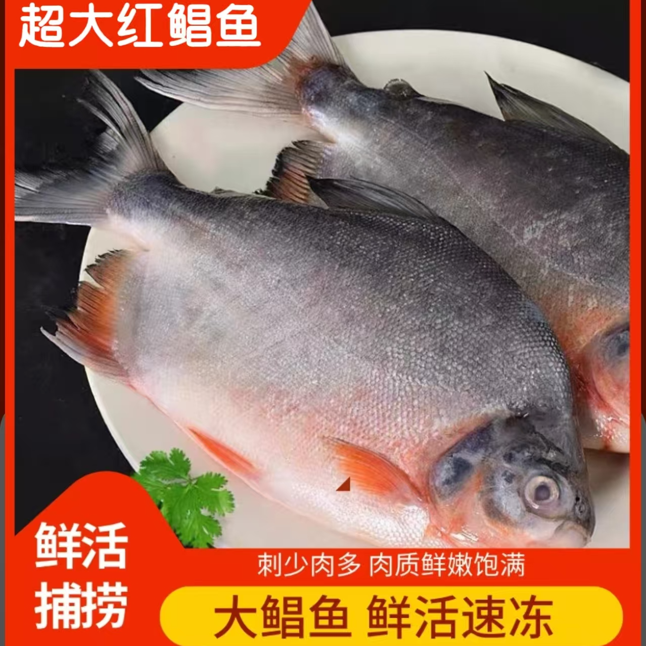 鲜活速冻红鲳鱼 超大号鲳鱼650g-750g/条净重6.5斤 肉厚刺少鲜美