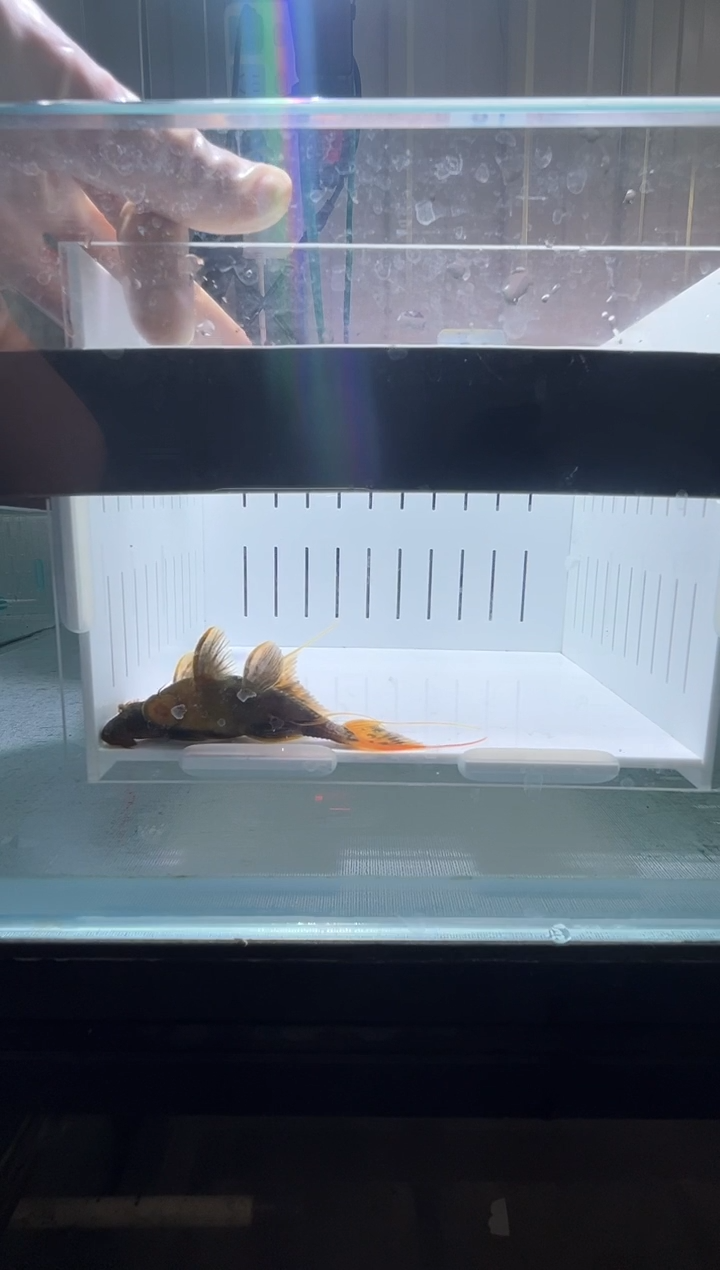 清道夫鱼6+-7+不包入缸损31