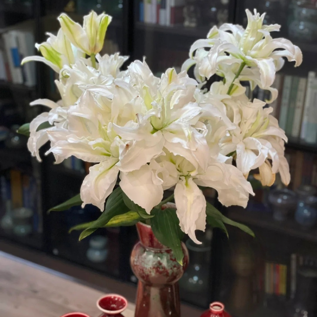 【源头优选】白雪公主重瓣百合-云南直发鲜花家居水养插花鲜切花