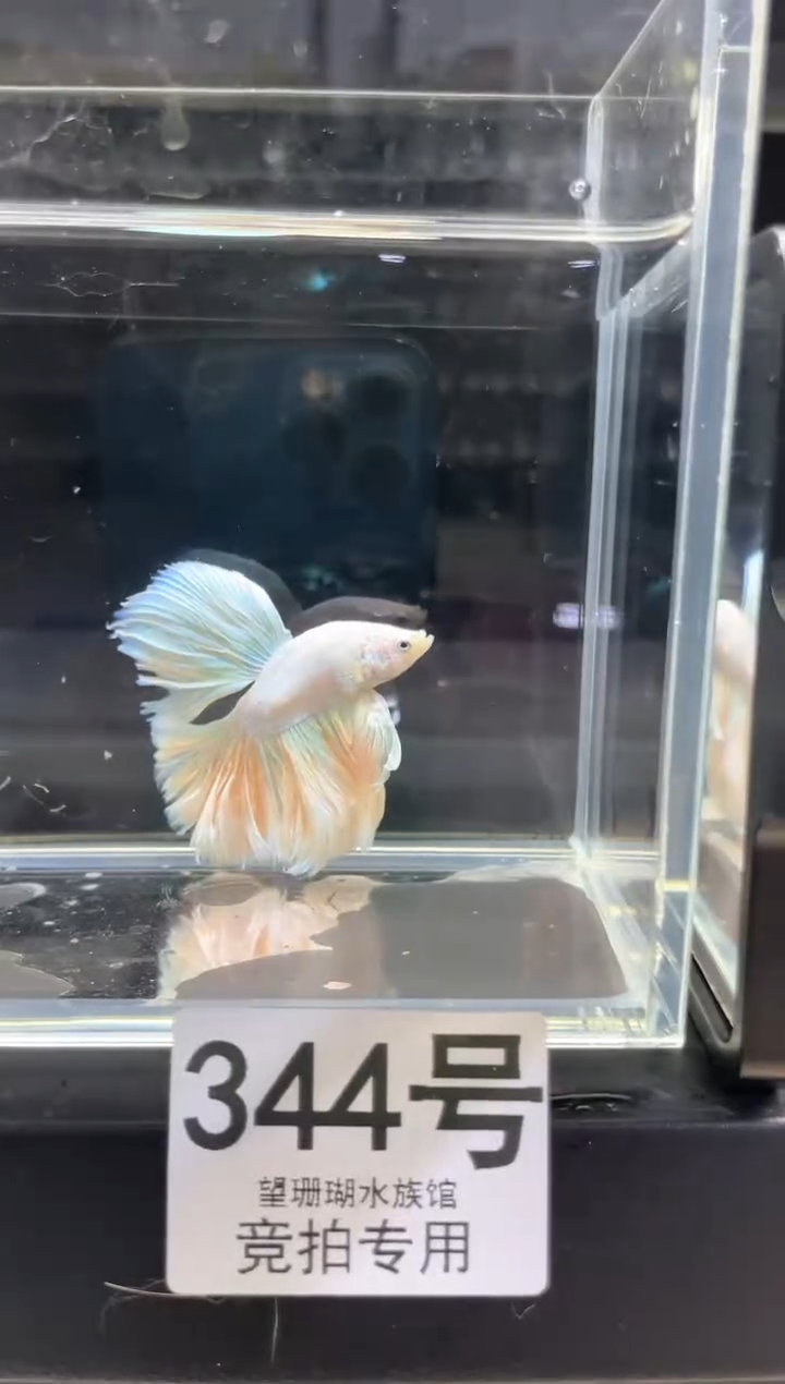 斗鱼泰国斗鱼竞拍344