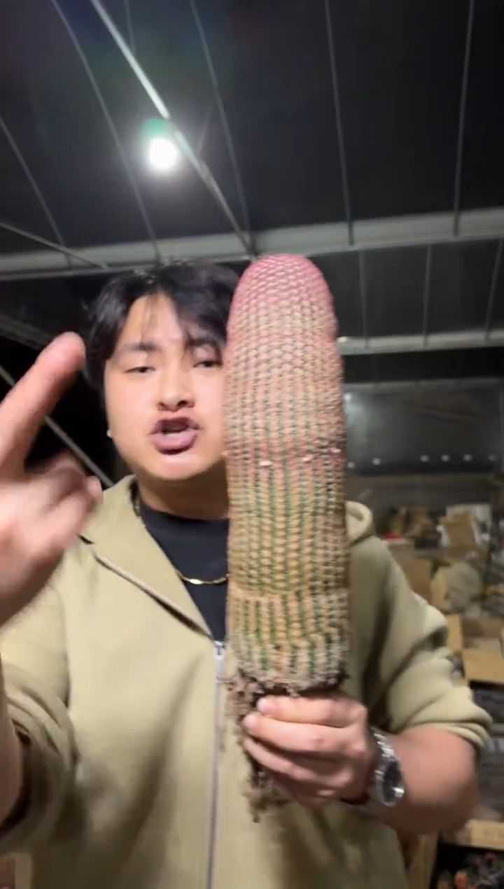 超大单头 红太阳【带根】高20cm+