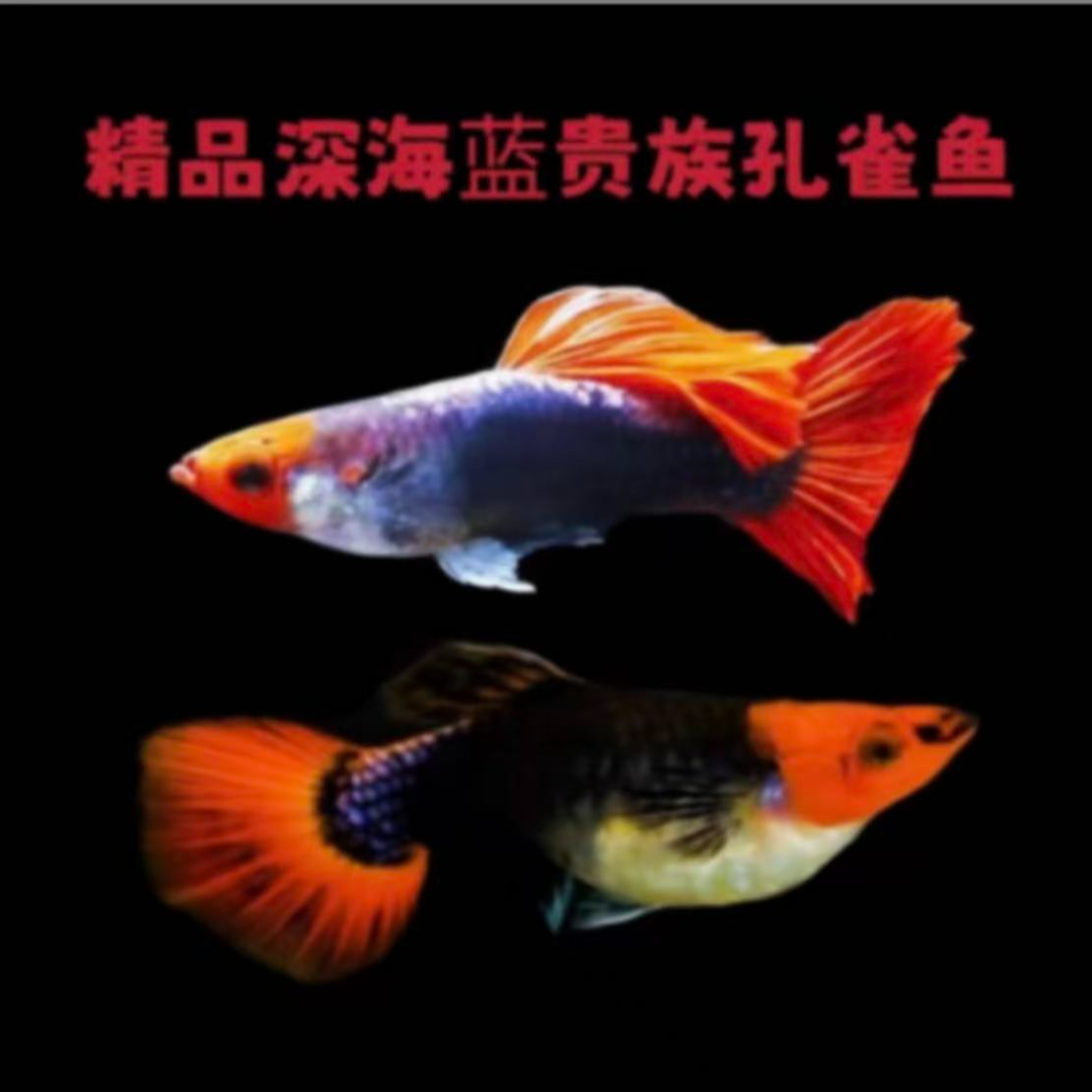 深海蓝孔雀鱼小型热带观赏鱼适合新手好养