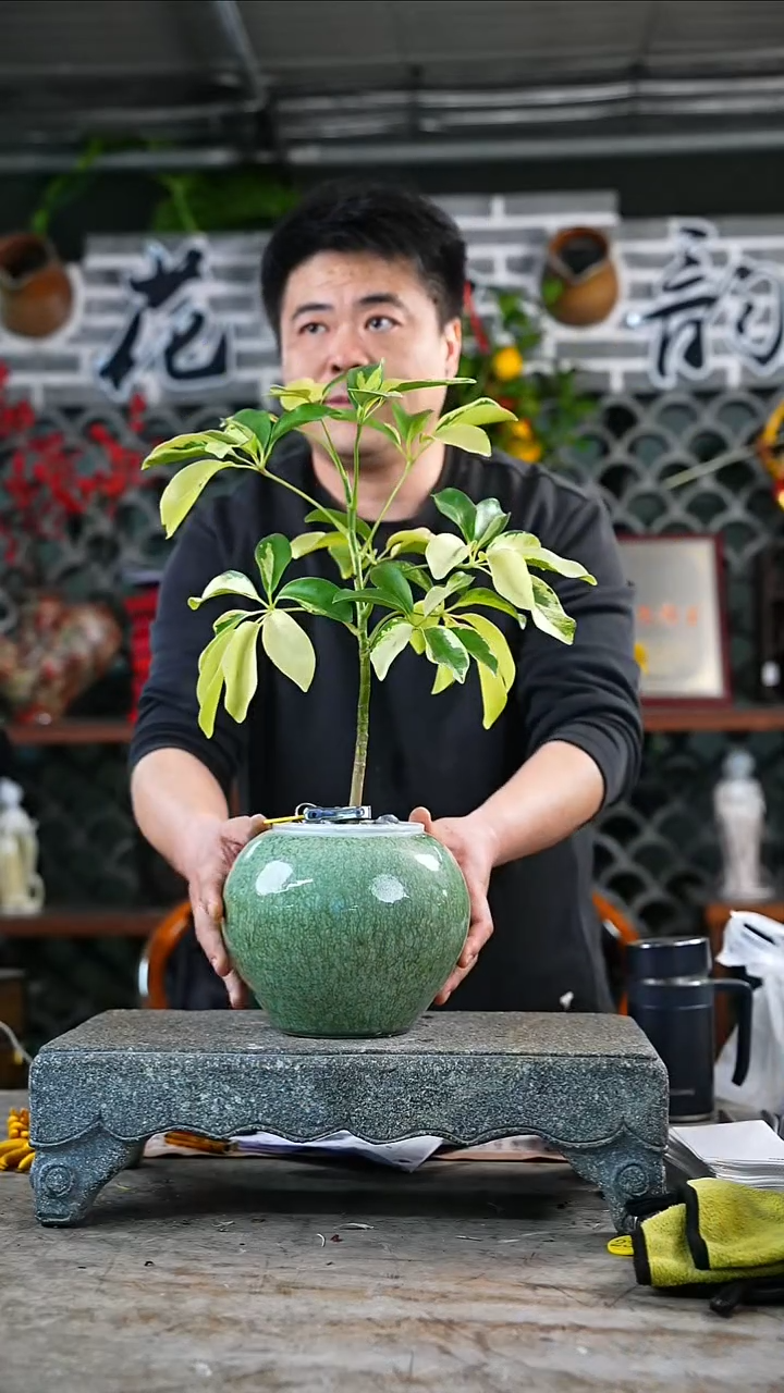 完全开放花鸭107+