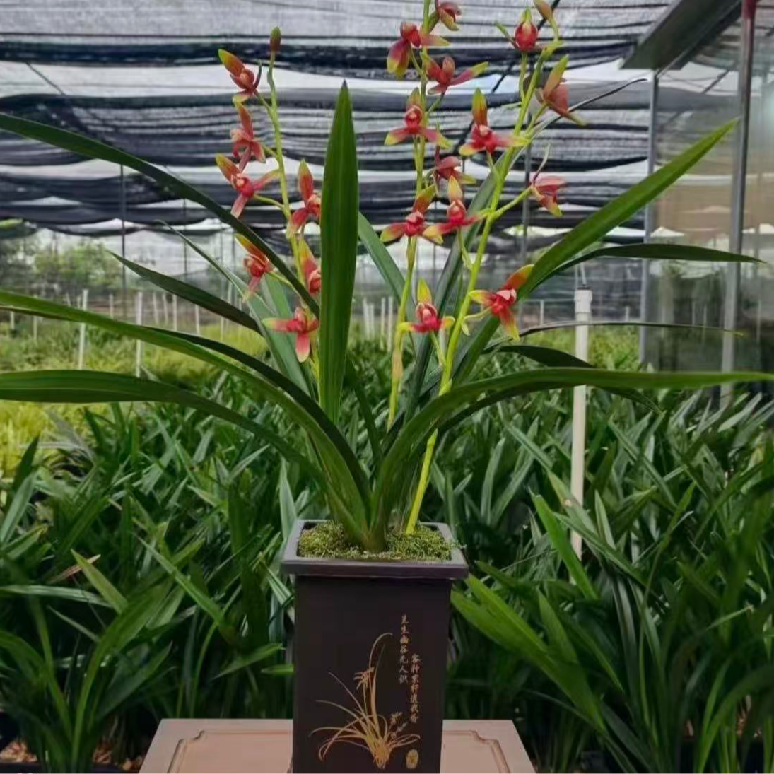 ［京东快递］中国红四季开花6-8苗室内阳台高端兰绿植盆栽产地直发