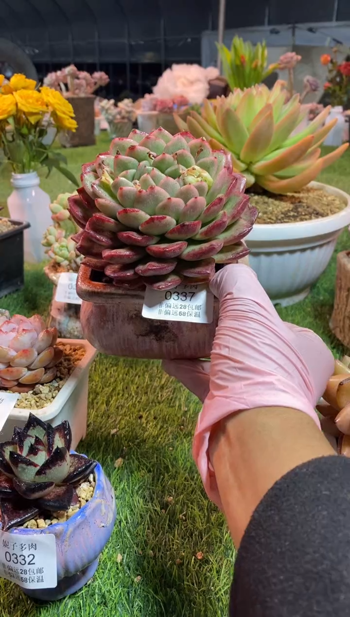 【闪购商品】0337a