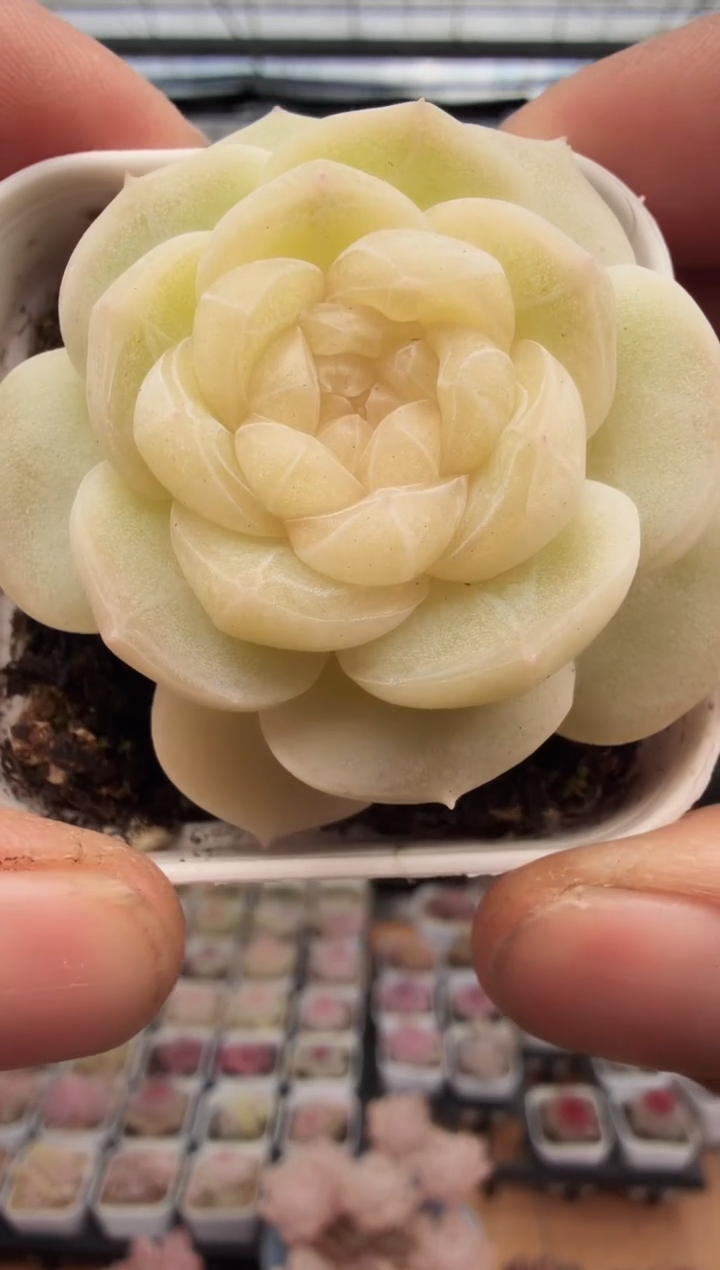 东云多肉园新款-114