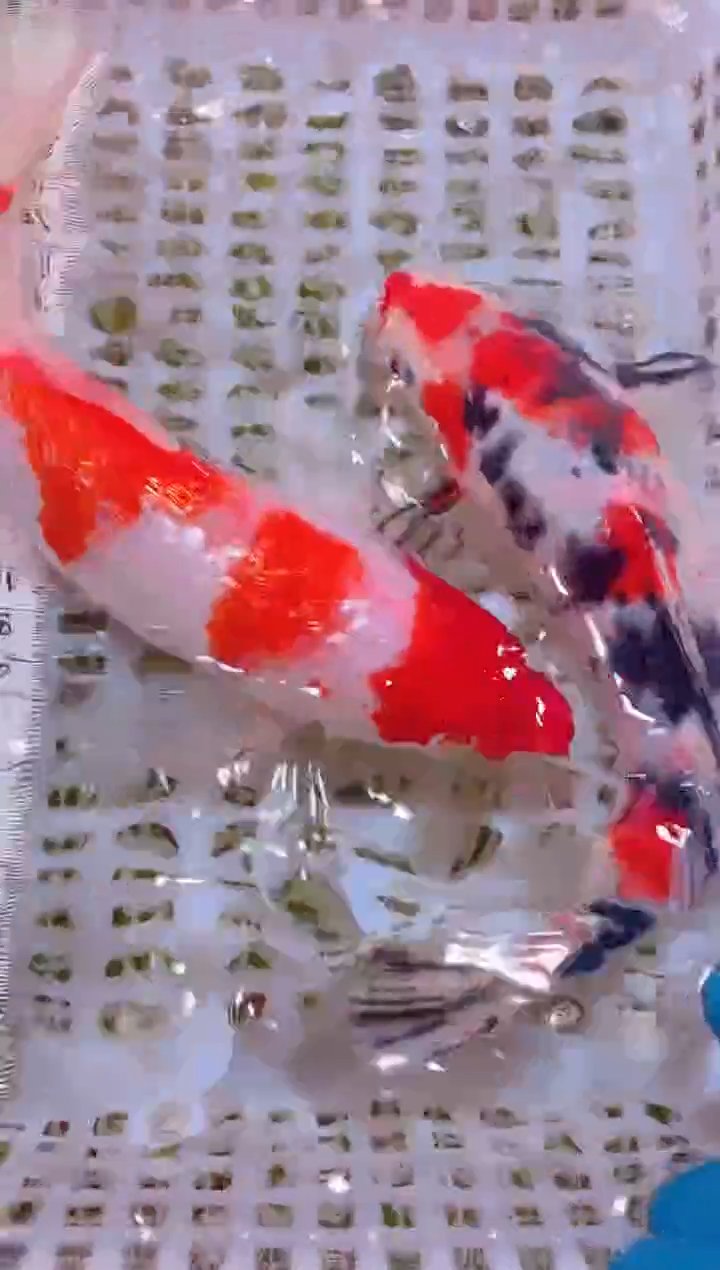 锦鲤冷水观赏鱼全场包邮21