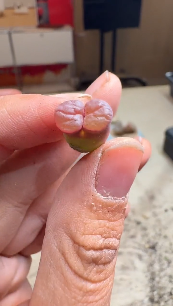 6-247多肉植物肉锥