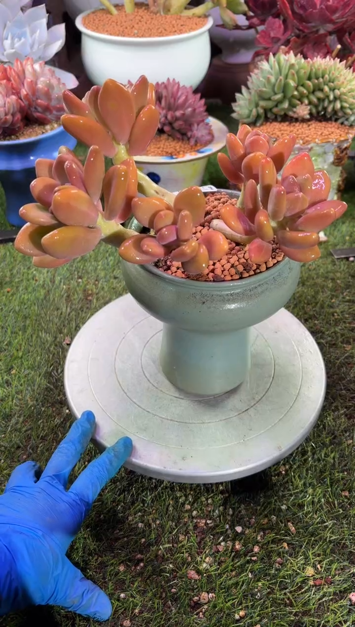 【闪购商品】12167