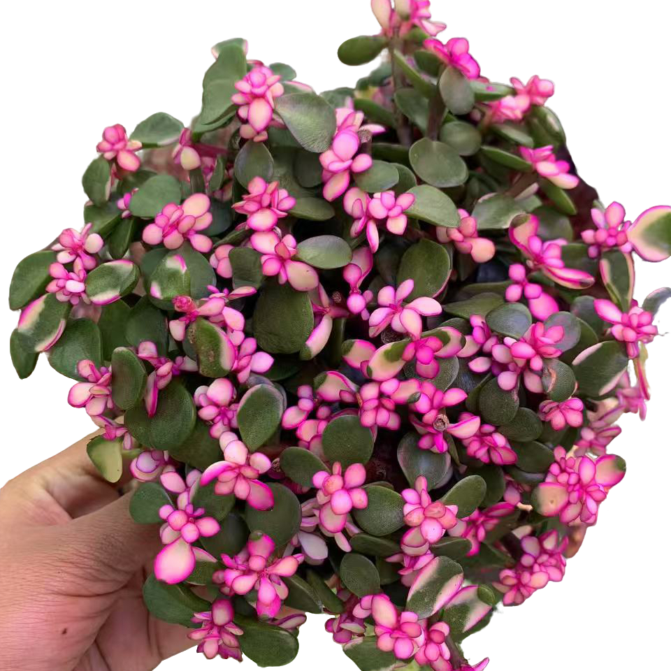 金枝玉叶带盆土 新手好养 老桩 多肉植物 