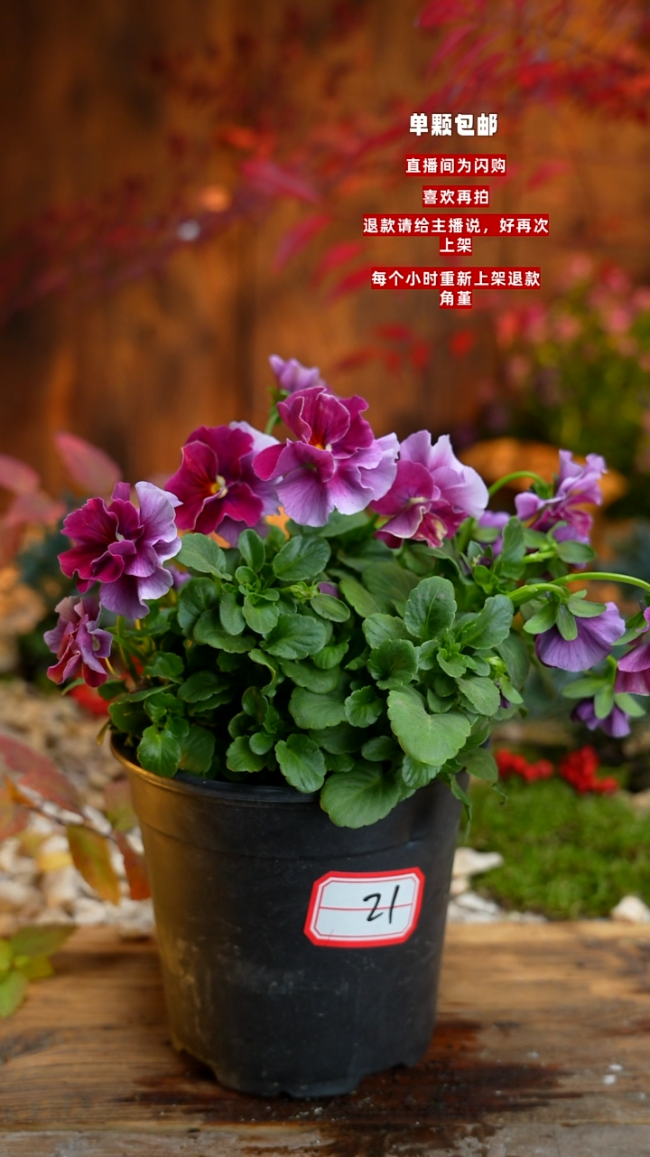 全部花朵梓*墨00000021