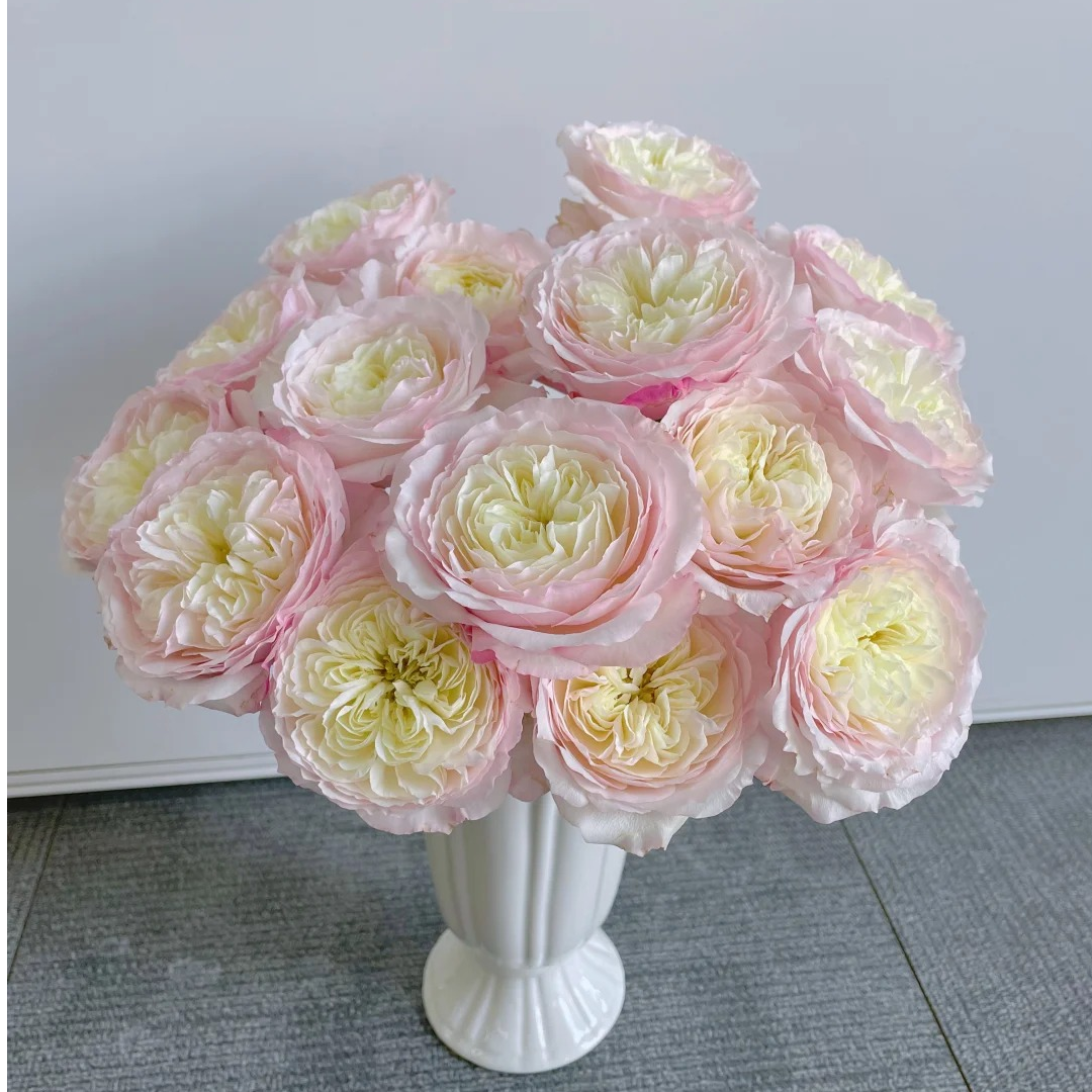 【我种花】花影单头玫瑰小众新品水养鲜切花家庭装饰烂漫甄选云南