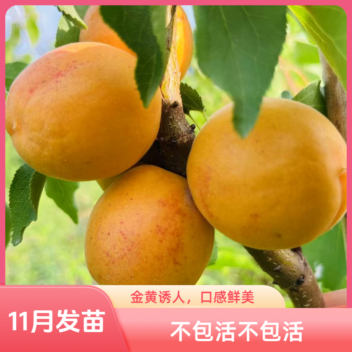 新品种杏黄贵妃杏，牙签小苗，裸根苗不包活