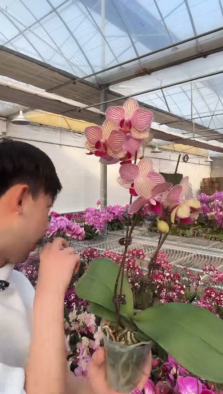 完全开放水晶之恋  