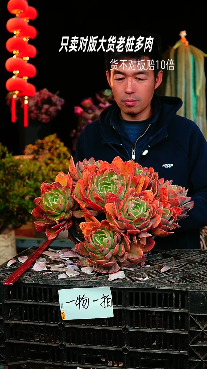 【闪购商品】7号彩蝶仙子