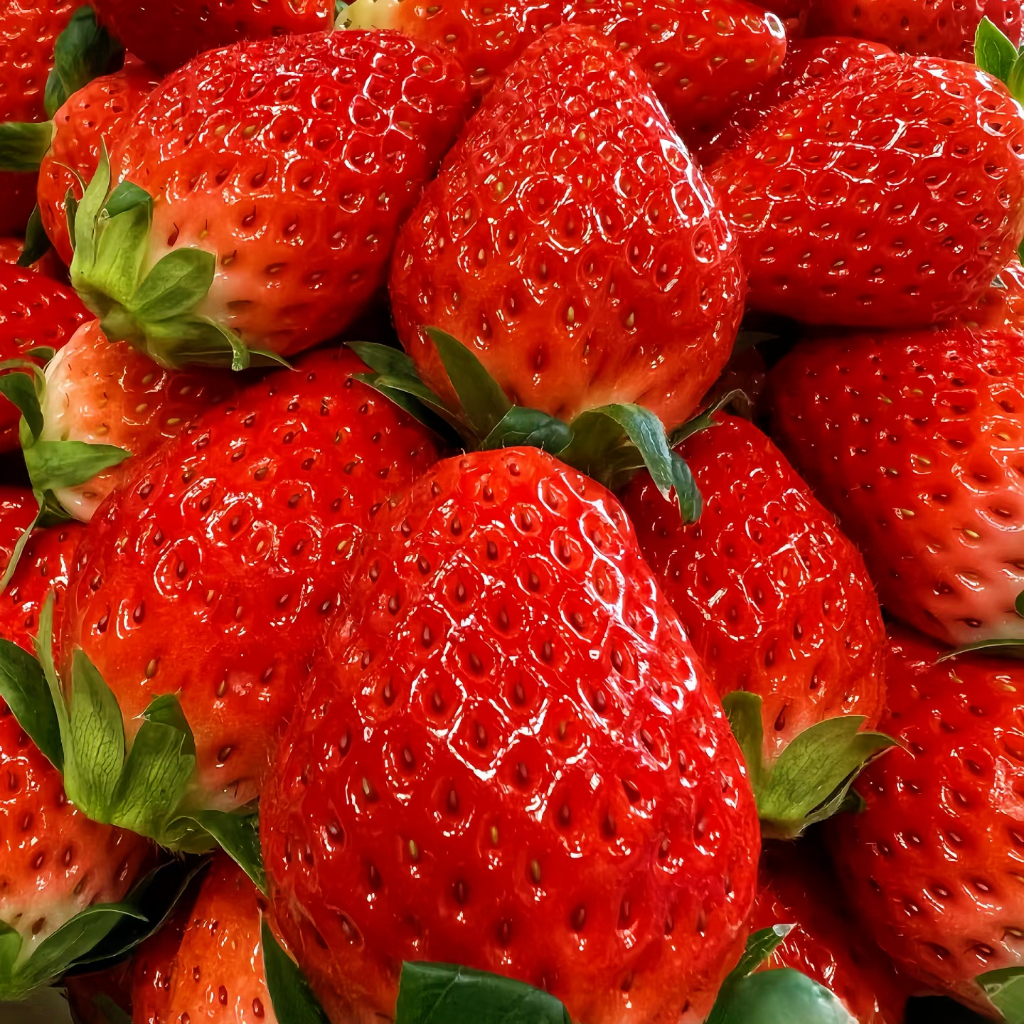 皇后巧克力草莓巨无霸 草莓味浓郁 香甜味美 净重1~3斤装