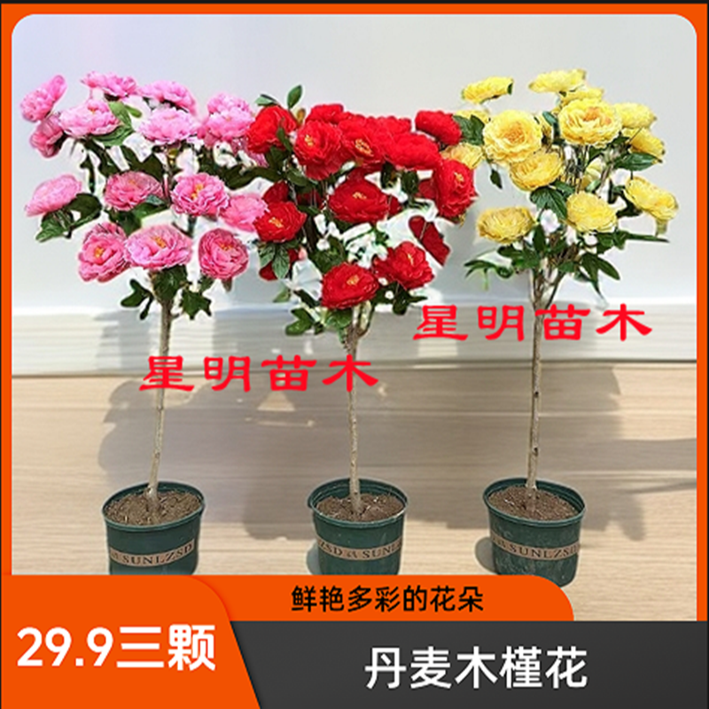 丹麦木槿花独干棒棒糖造型抗寒大花重瓣花期长