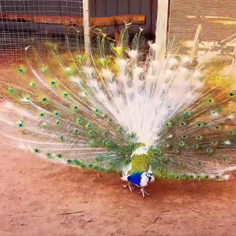 纯天然孔雀羽毛翎尾客厅装饰品摆件新中式桌面插花饰品