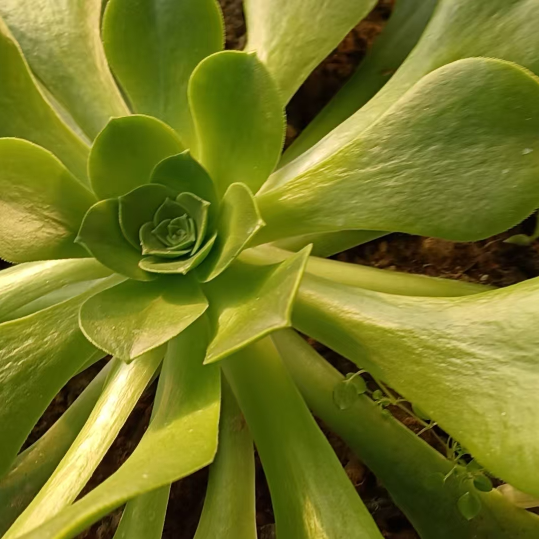 标题，不包邮，不保损，开箱包黑腐（60-98）