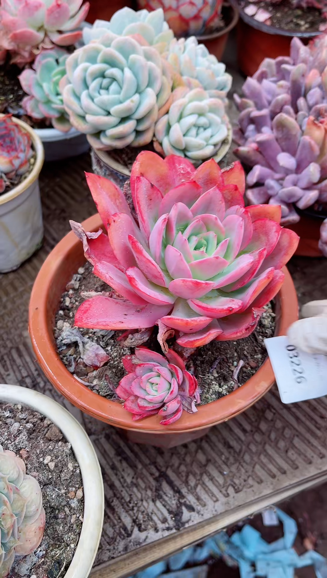 【闪购商品】03226