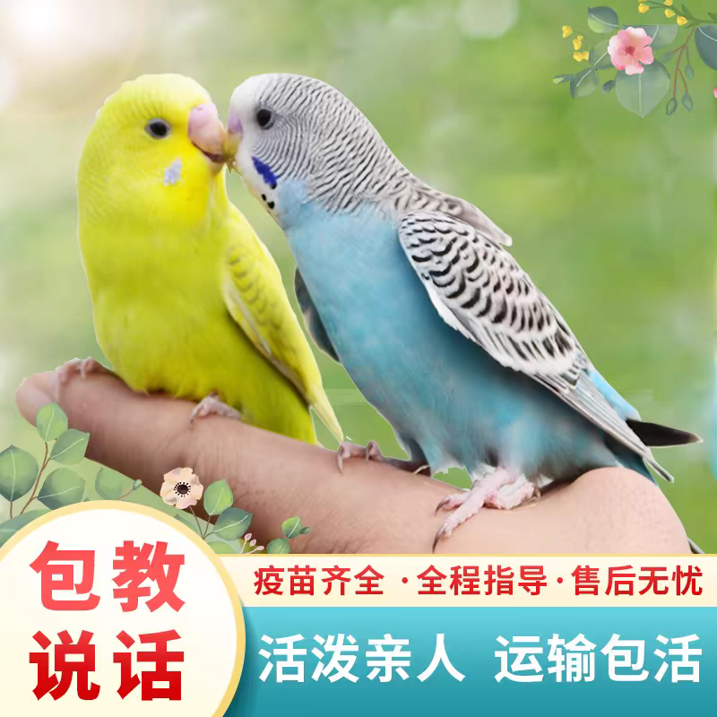 会说话会学技能质保七天包邮1