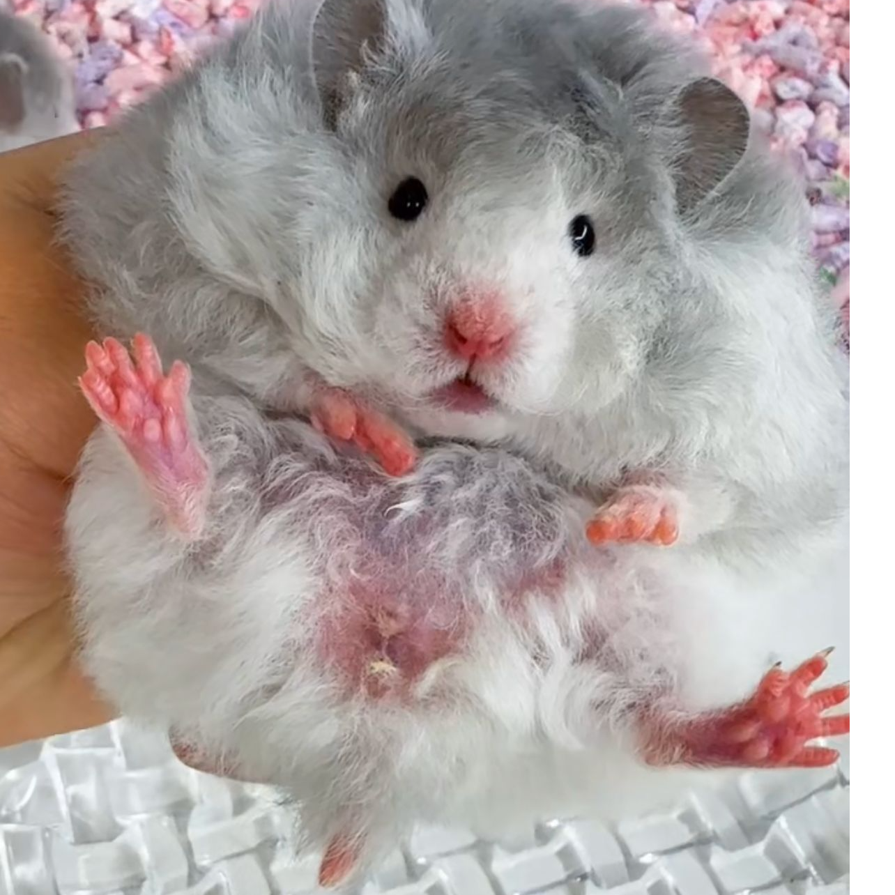 蕾蕾家家养金丝熊稀有色长卷毛仓鼠活体包邮包活