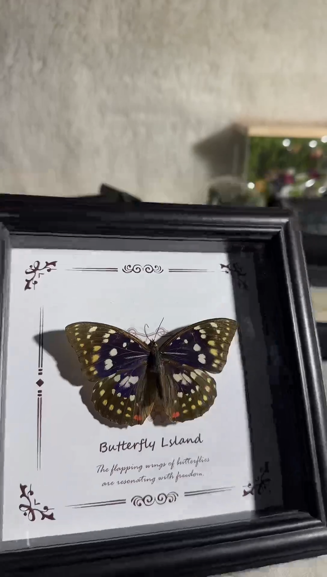 有机玻璃大紫蛱蝶真实蝴蝶标本