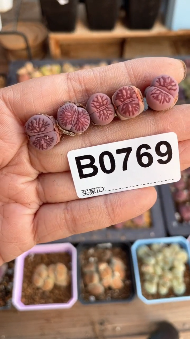 【闪购商品】0769直播一物一拍