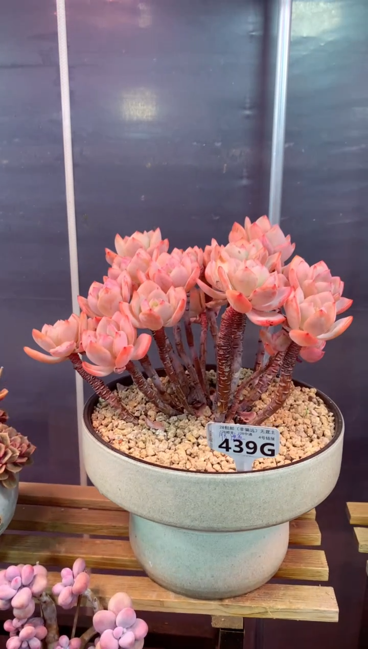 439G带盆价只走物流（一物一拍，精品多肉，w所见即所得 ）