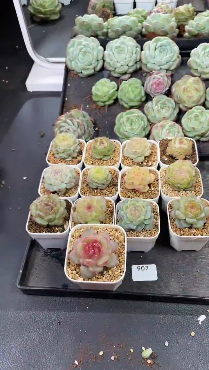 闪购907  混发多肉一颗  3.5-4厘米 