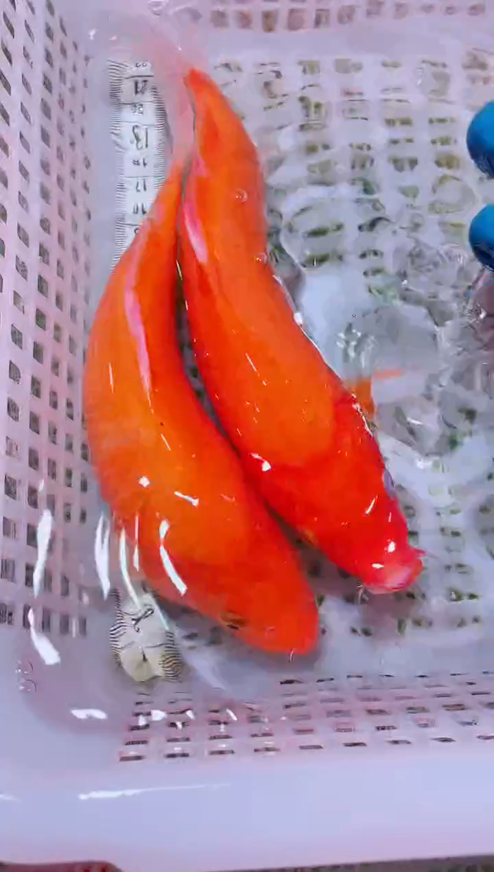 锦鲤血统锦鲤全场包邮111