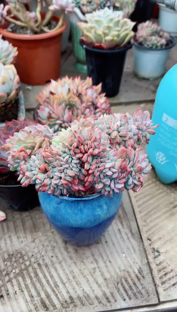 【闪购商品】04207